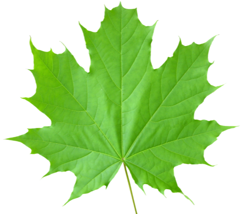 https://purepng.com/public/uploads/large/purepng.com-green-leavesleaffoliageautumn-foliagephotosynthetic-function-14115270577090i4xd.png